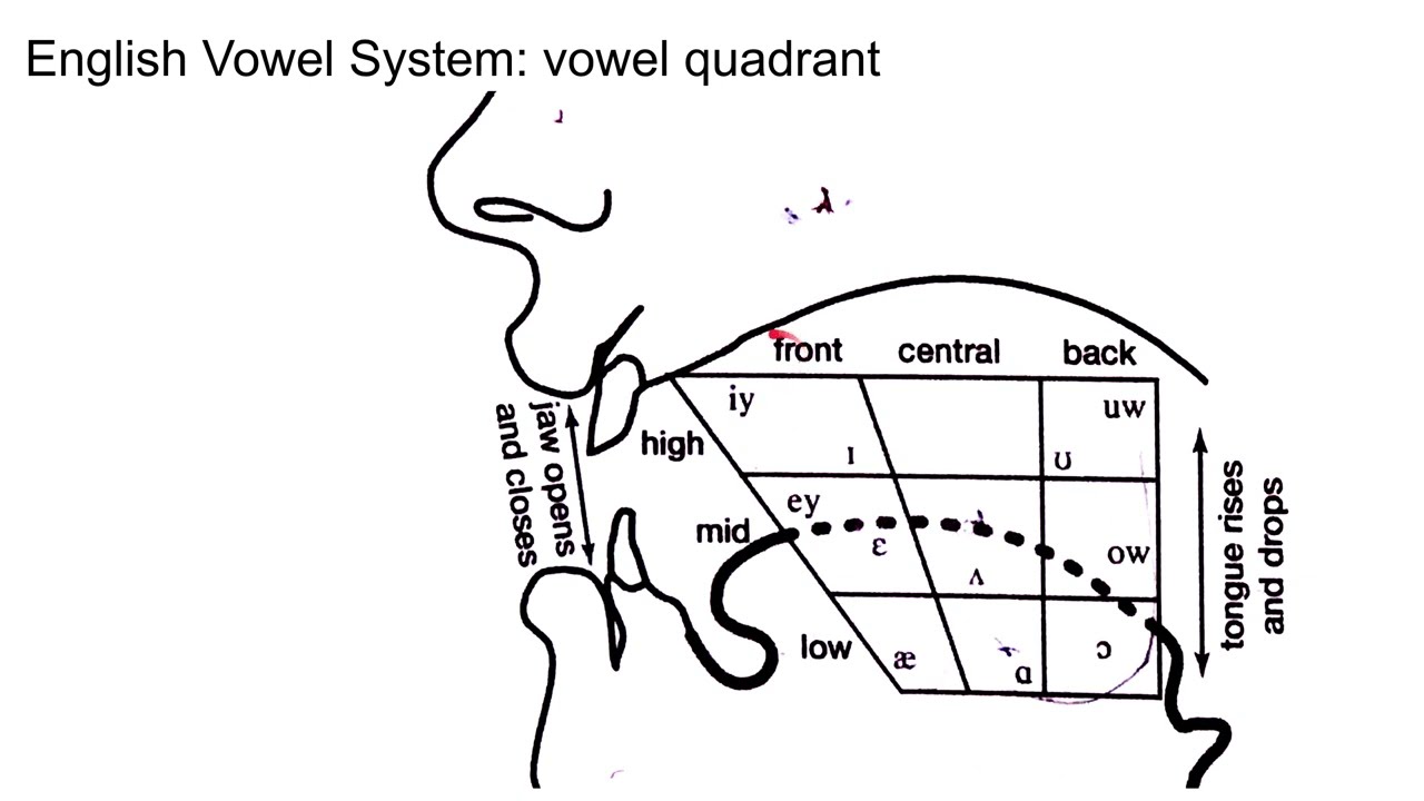 English Vowel System