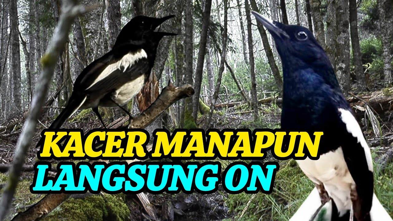 Pancingan Kacer Agar ON Rangsang Emosi dan BIRAHI KACER