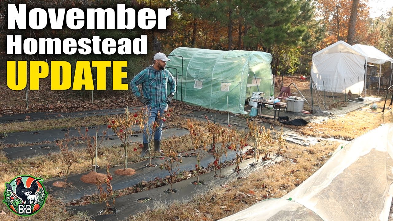 November Homestead Update | Chickens, Hoop Coop Build, Greenhouse Prep & Winter Garden Plans