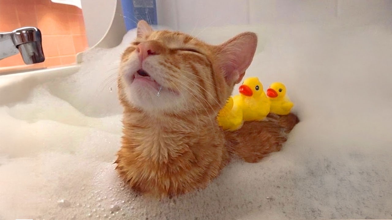 These FUNNY Cats Didn't Expect To Love Water This Much! 🤣