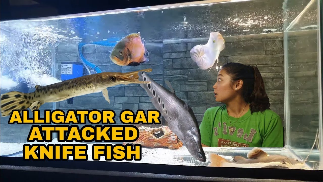Feeding my Monster Fish Ep4 - Redtail Catfish, Alligator Gar, Oscar, Peacock Bass, Arowana