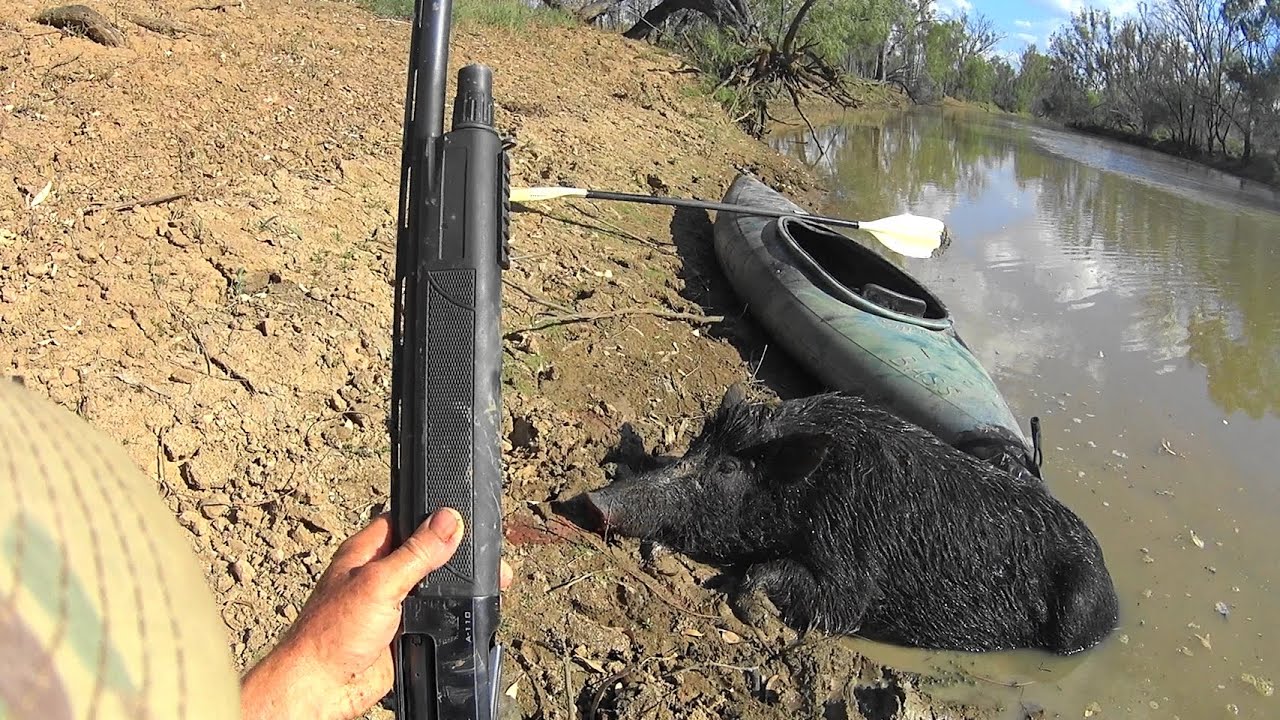 Pig/hog hunting from a kayak in the Outback of Australia.