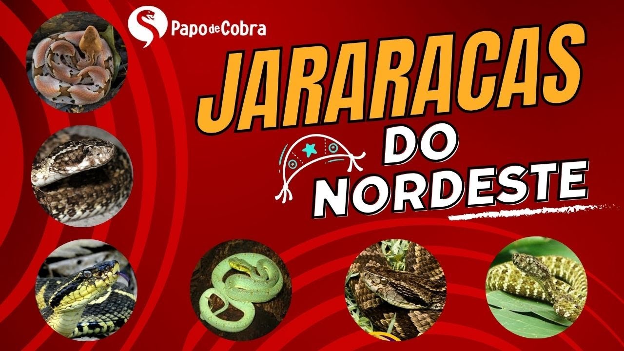 Todas as jararacas do Nordeste nesse vídeo | Papo de Cobra