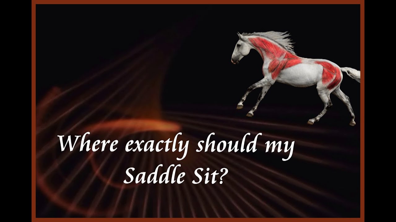 Where Exactly Should My Saddle Sit? by Saddlefit 4 Life®