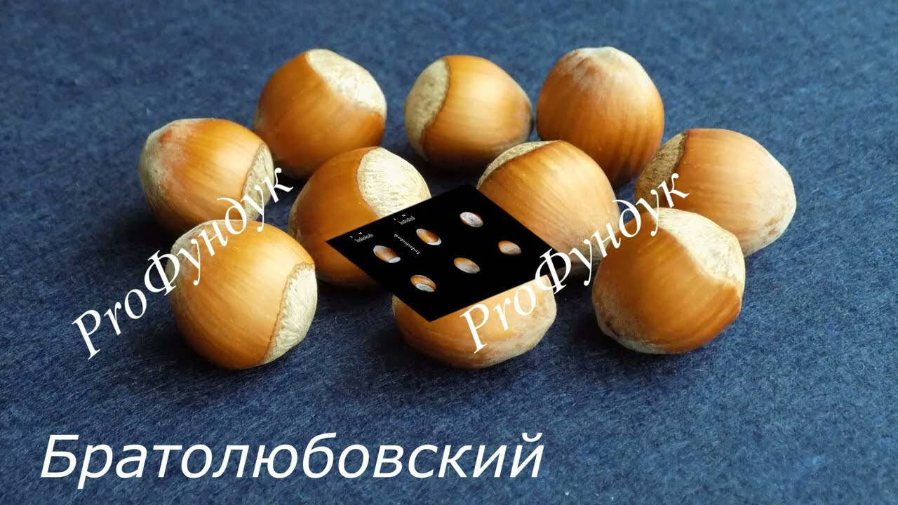 Фундук/Украина Оригинальные сорта. Видео 5. Братолюбовский
