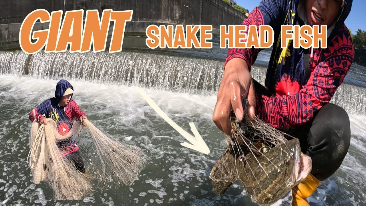 GIANT SNAKE HEAD fish!!GRABE JACKPOT NA NAMAN TAYO SA FALLS NG TAIWAN 