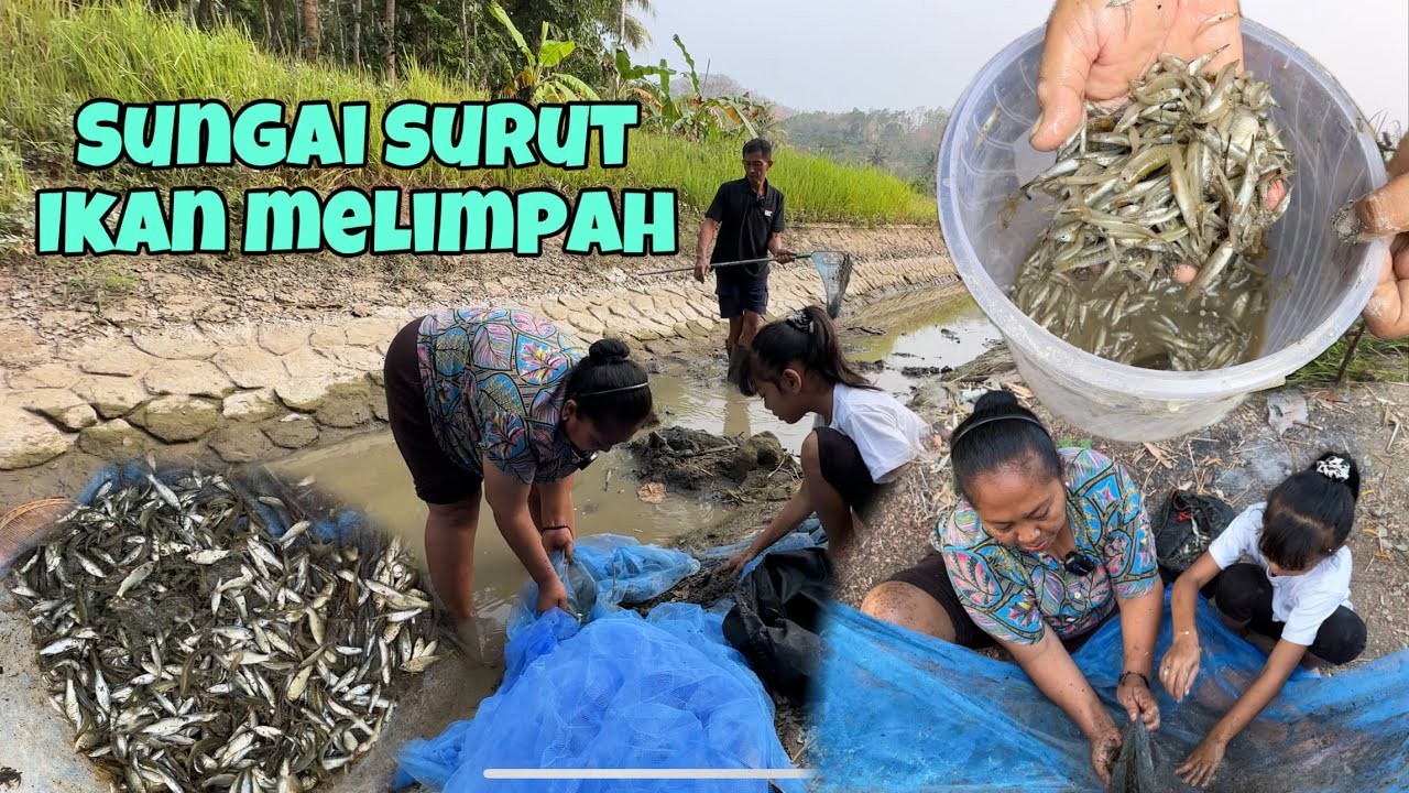 ALHAMDULILLAH DAPAT IKAN BANYAK DARI SUNGAI YANG SURUT