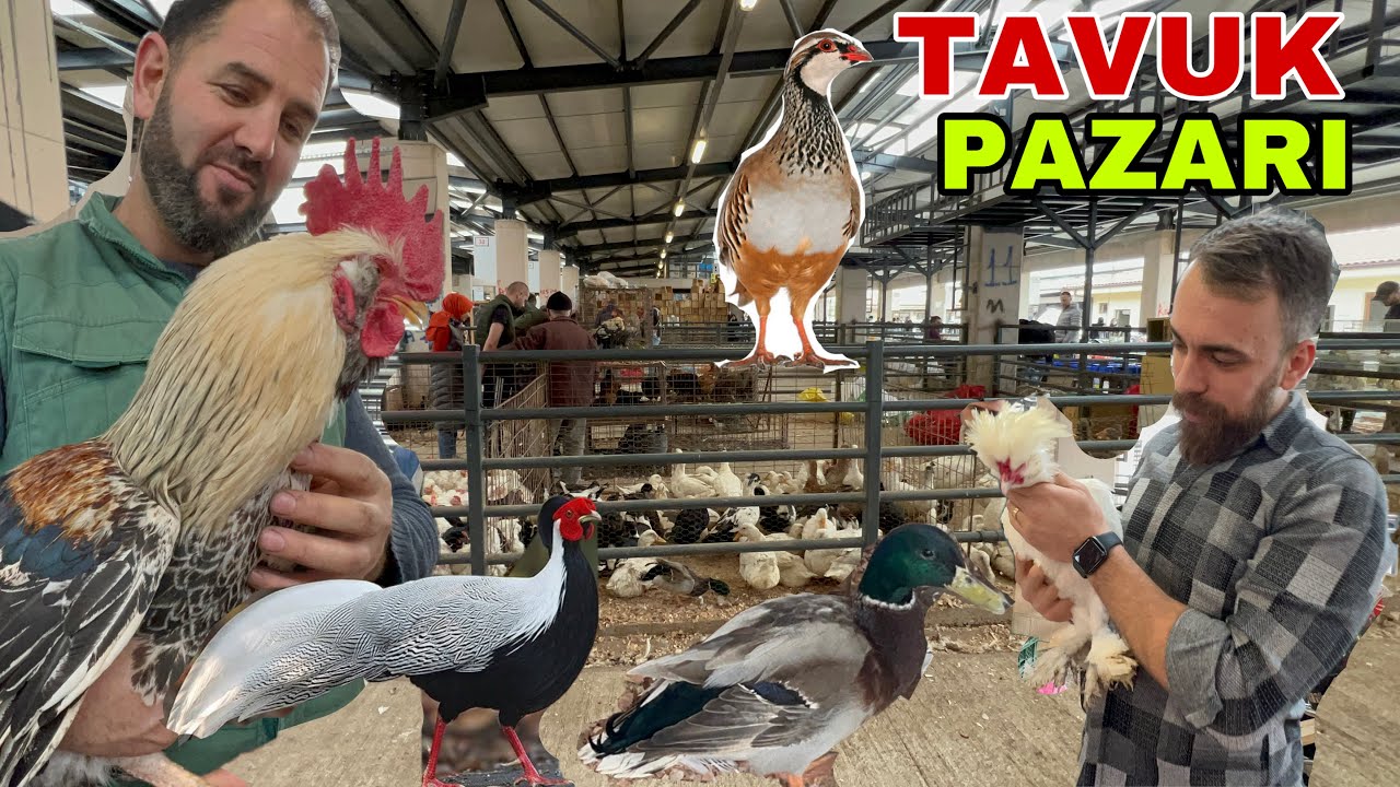 BURSA TAVUK PAZARI  YEPYENİ KAZ ÖRDEK HİNDİ KEKLİK TAVUS KUŞU BILDIRCIN