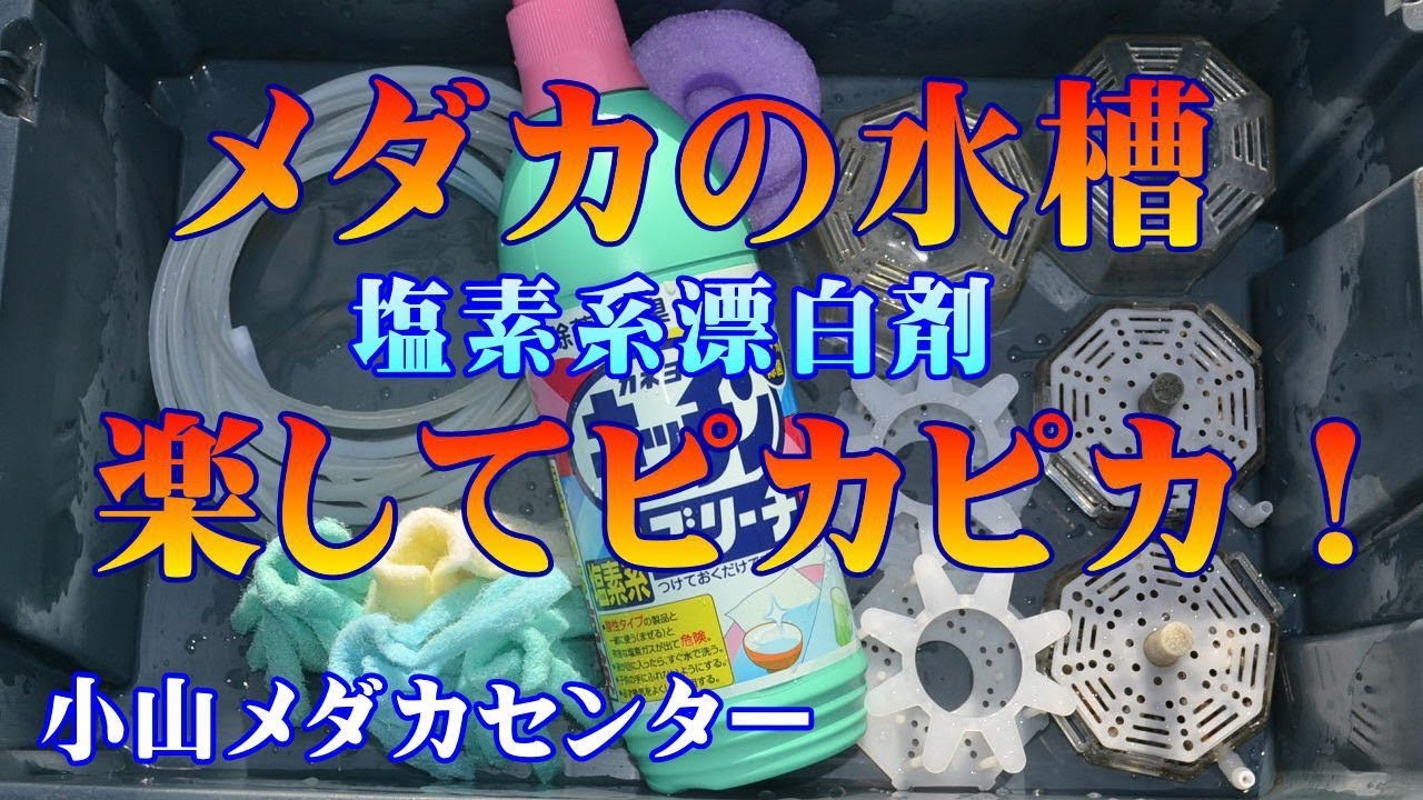 メダカの水槽　塩素系漂白剤　楽してピカピカ【めだか販売店　小山メダカセンター】