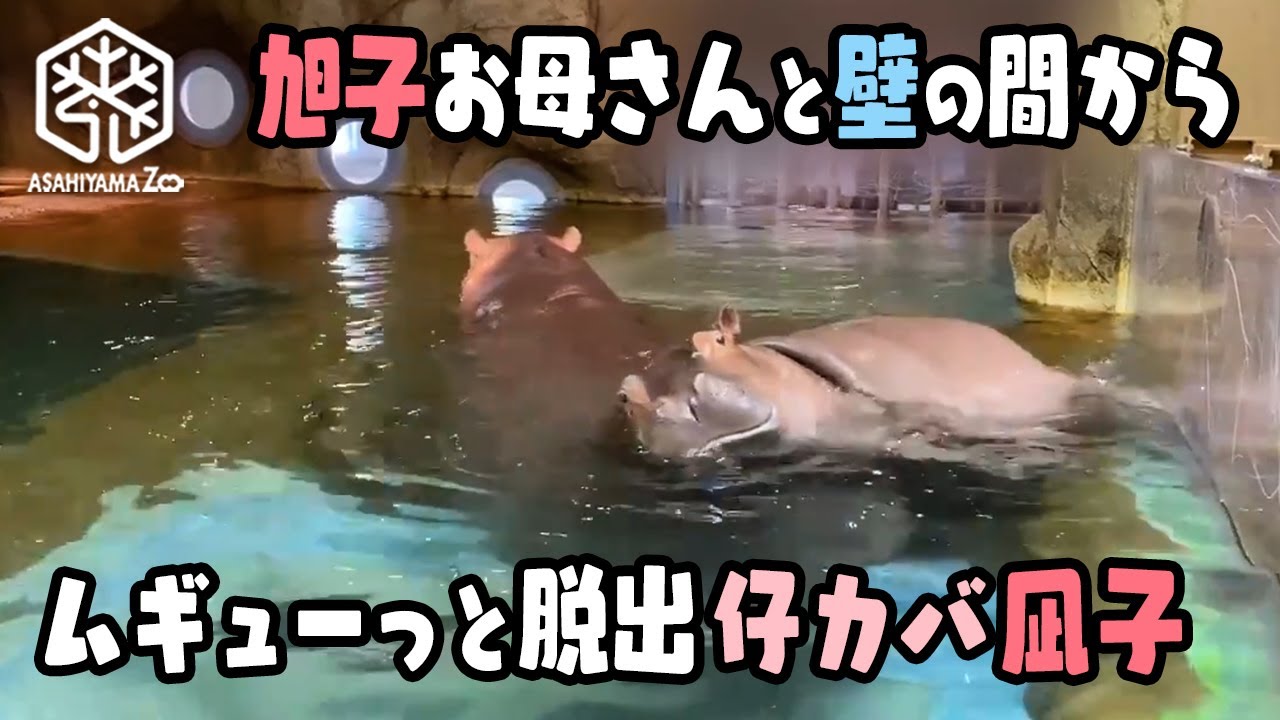 【旭山動物園】旭子お母さんと壁の間からムギューっと脱出ごあいさつ♪仔カバ凪子[Asahiyama Zoo] Baby hippo, Nagiko, and her mom, Asako.