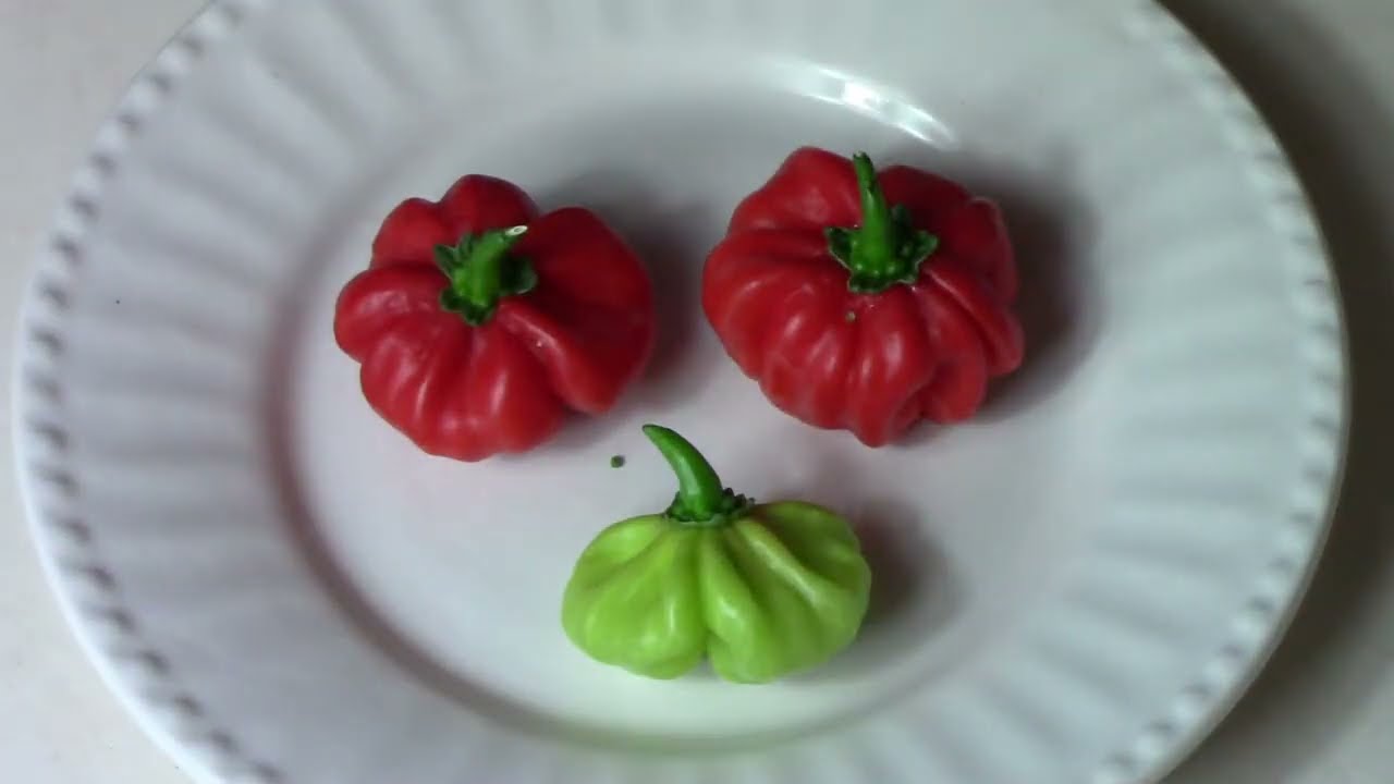 Aji Cachucha Pepper Taste Test and Review - AKA Aji Dulce