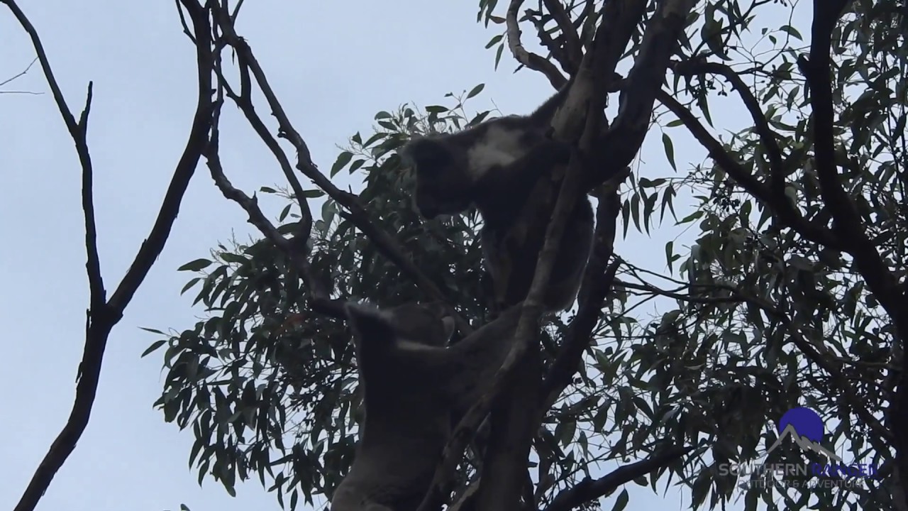 Koalas Go Wild - Fighting Koalas
