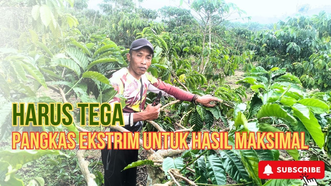 Tega Tapi Perlu! Sortasi dan Susun As Sekarang atau Panen Kopi Anda Hancur Total!
