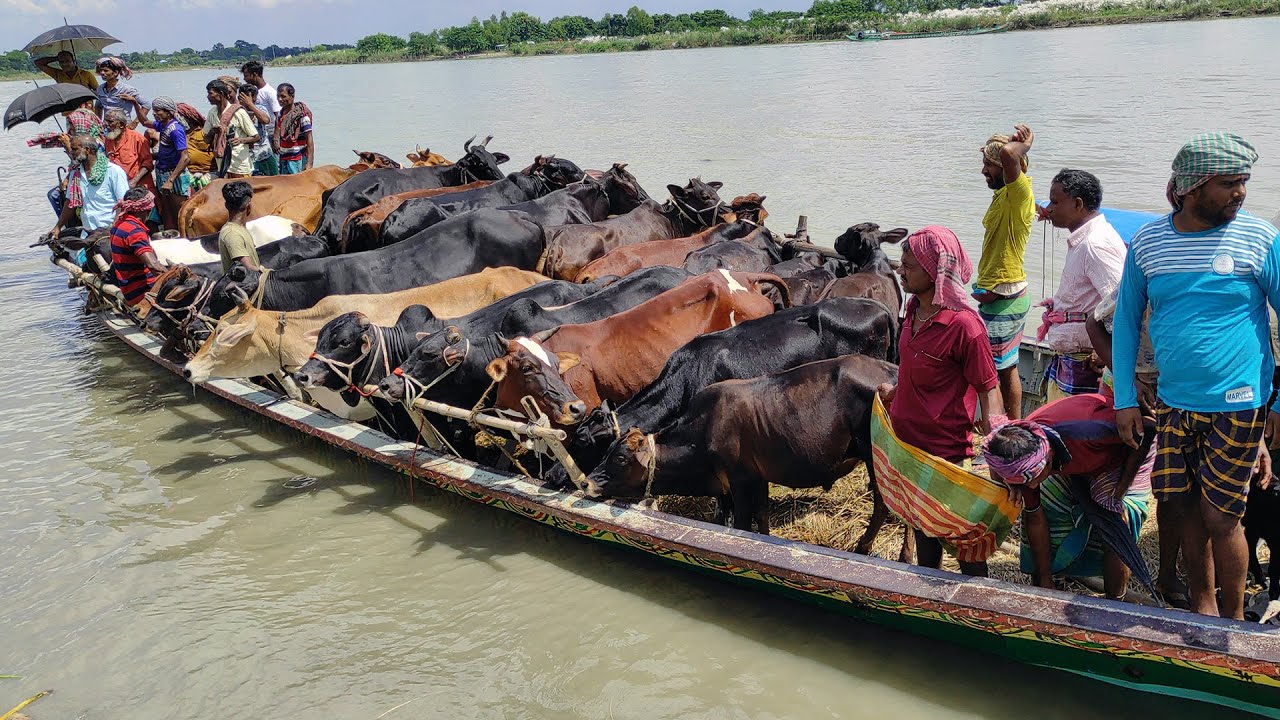 cow unloading, cow videos, cow video, big cow, goru hamba cow