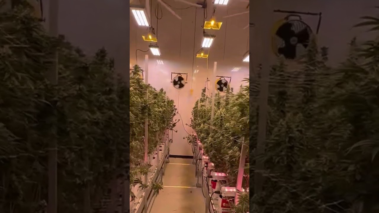 Flexstar NOVA 1000W LED Grow Lights Mixed with DE HPS | Day 37