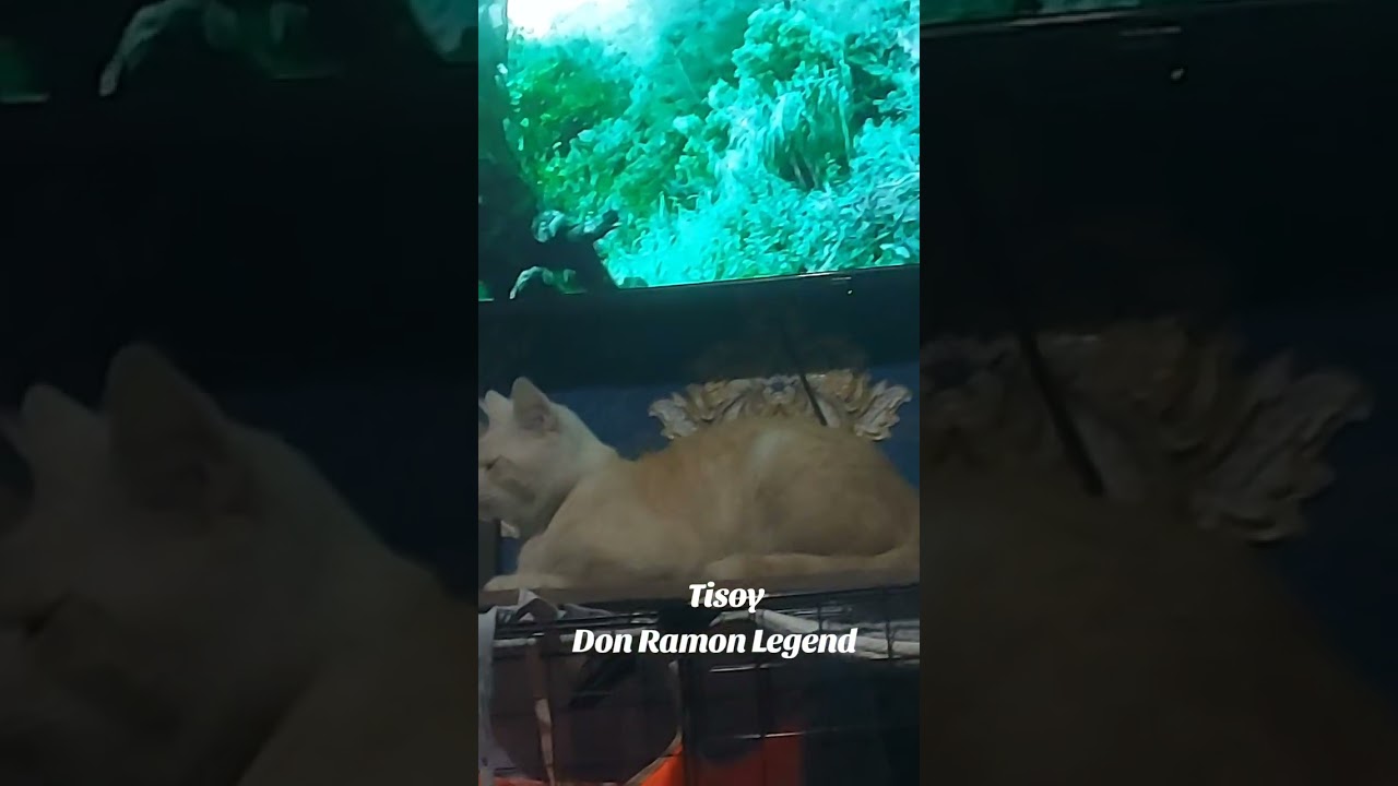 Tisoy Life Style sarap buhay 