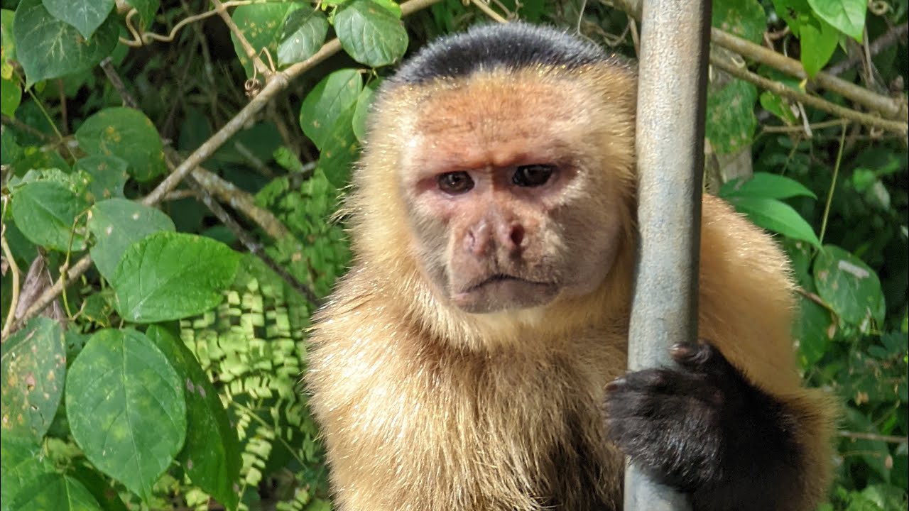 Cruising Gatun Lake in the Panama Canal, Kayaking, & Monkey Island Jan 2022