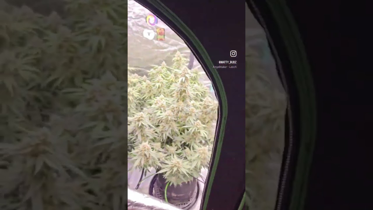 HUGE Autoflowers being grown under the Slim 600H NextGen in a 4x8 tent #homegrown