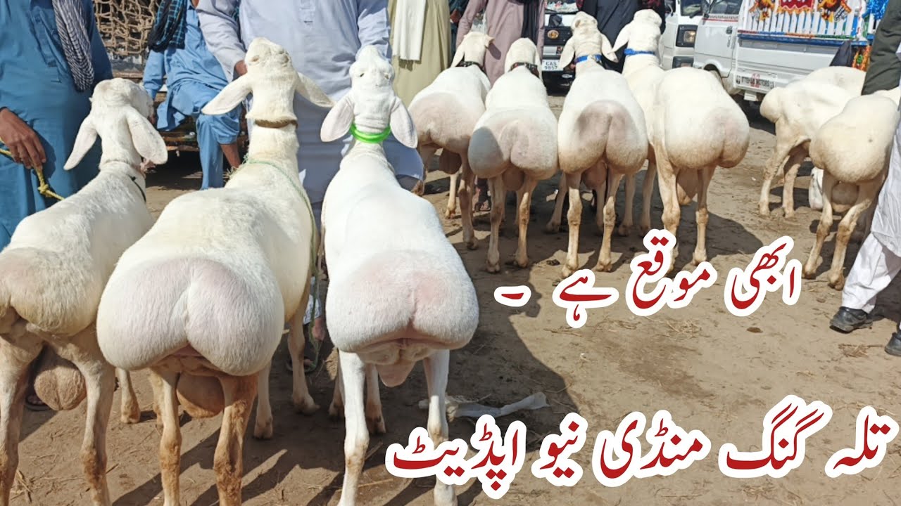 Talagang Dumba Mandi Latest Update-  dumba farming- Dise Shuq -10-04-2026 Turkey Dumba Talagng Mandi