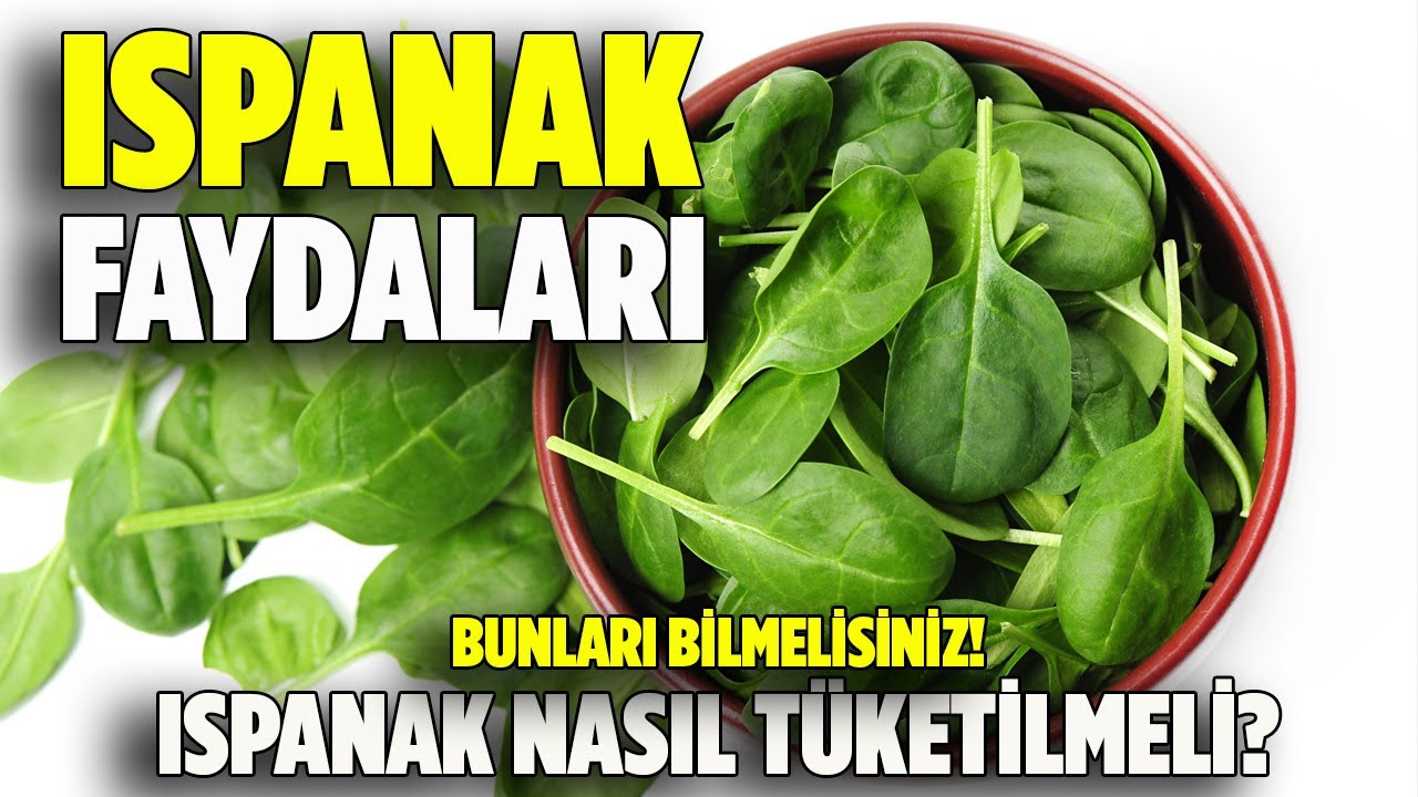 Ispanağın faydaları Ispanak nasıl tüketilmeli Ispanağın Zararları  ıspanak faydaları - ıspanak zarar
