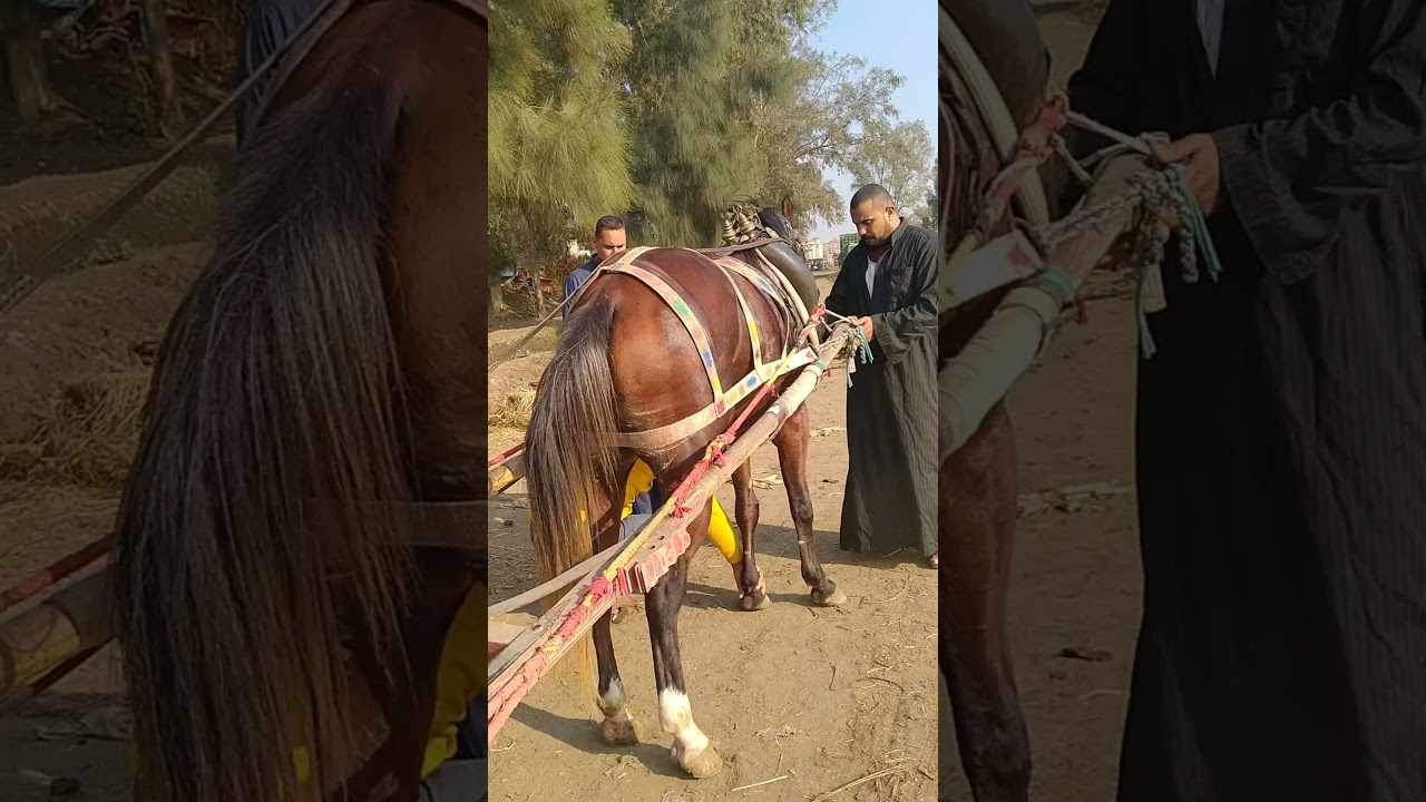 خيل الشيخ محمد رخا المحله الكبرى مهر ماكسرش بيلعب و بيجر من الاخر