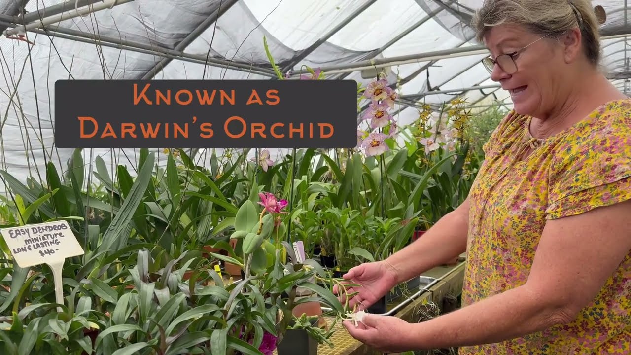 Seagrove Orchids: A Tour with Orchid Expert Linda Thorne! 🌿🌱