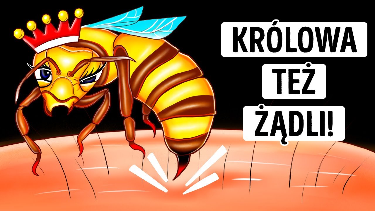 Czy należy bać się użądlenia przez królową pszczół?