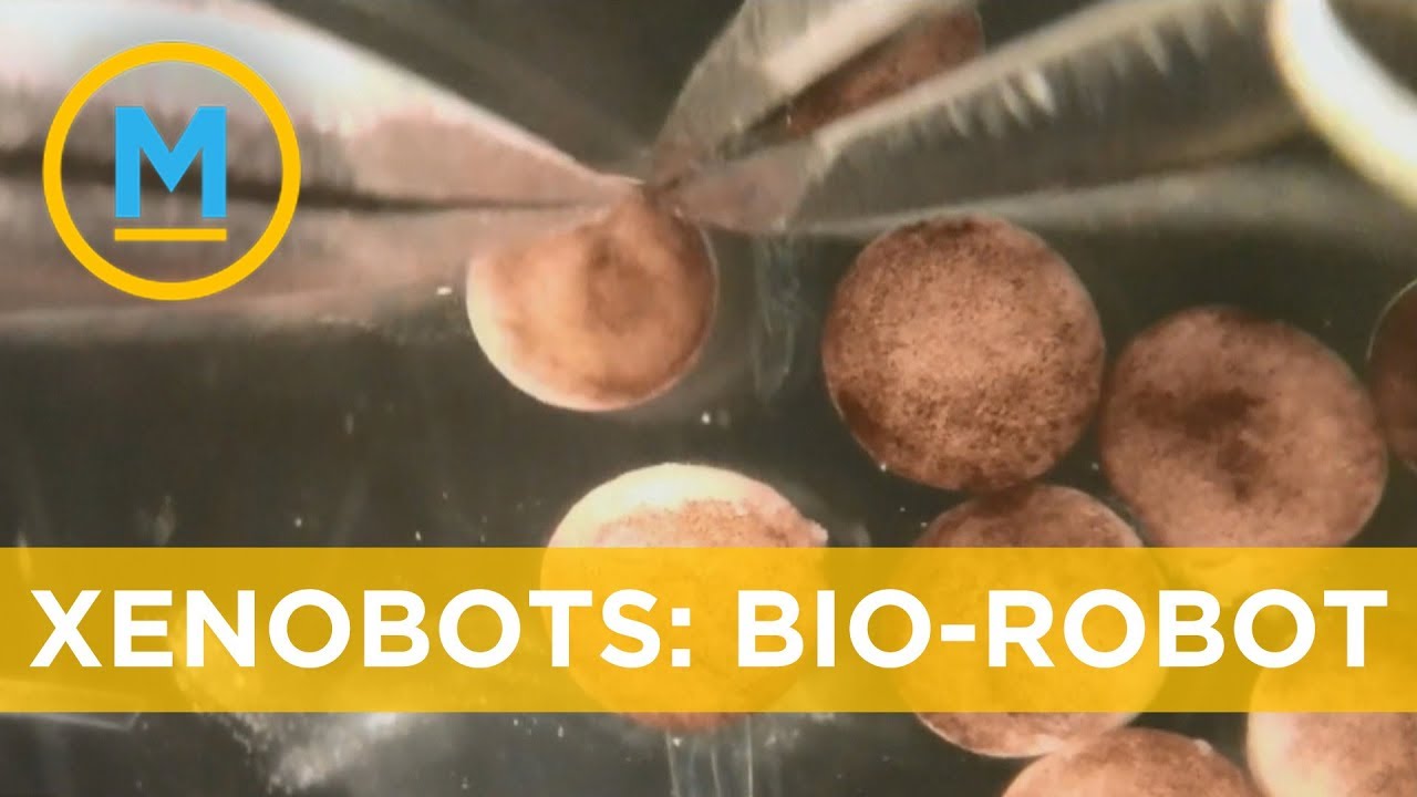 Researchers have used AI to create the world&rsquo;s first robot-animal hybrids | Your Morning