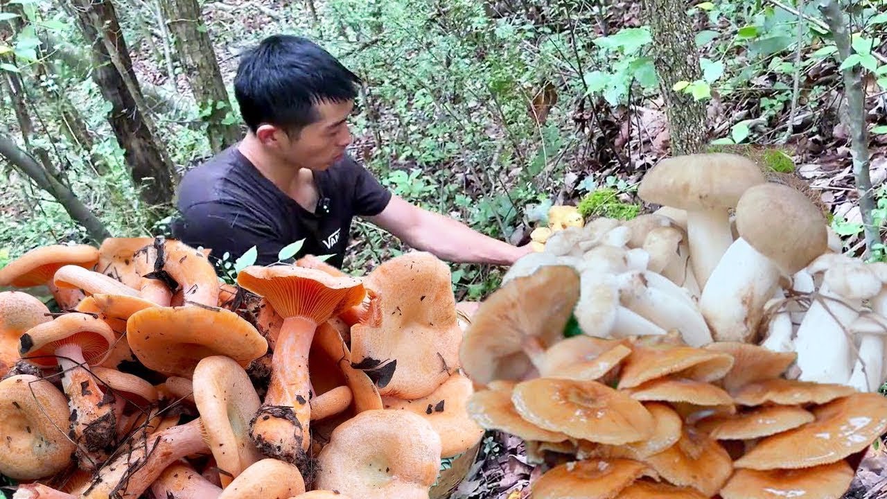 這次專門換了一個大背簍來撿菌子，結果還是多到放不下！秋天就是菌子氾濫的時候#川農小韓 #新鲜采摘 #mushroom #cooking #outdoors #eat #delicious