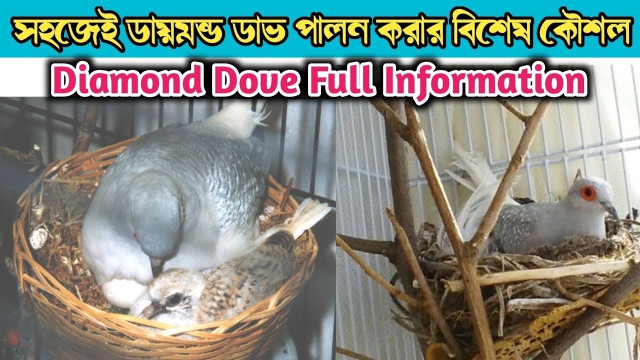 Diamond dove breeding tips a2z  | how to breed diamond dove easily in 2025