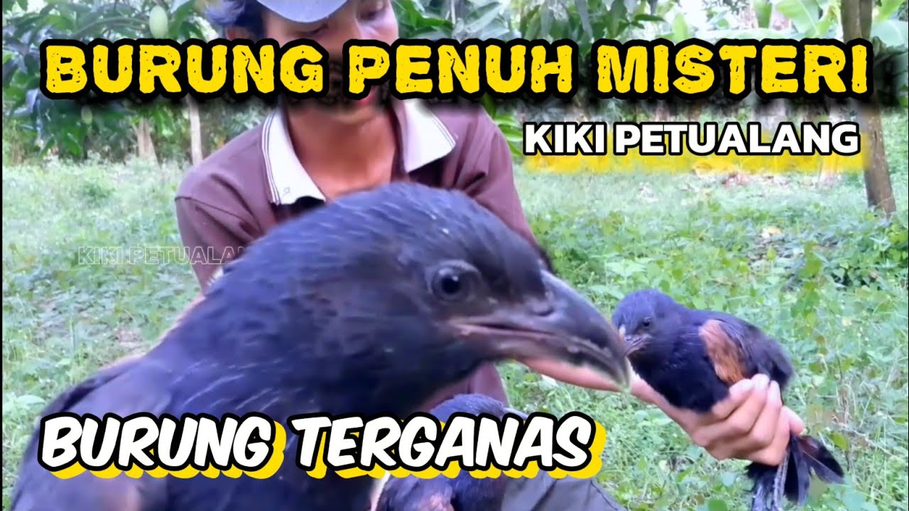 burung bubut alang alang‼️burung terganas #kikipetualang #hewan #burung