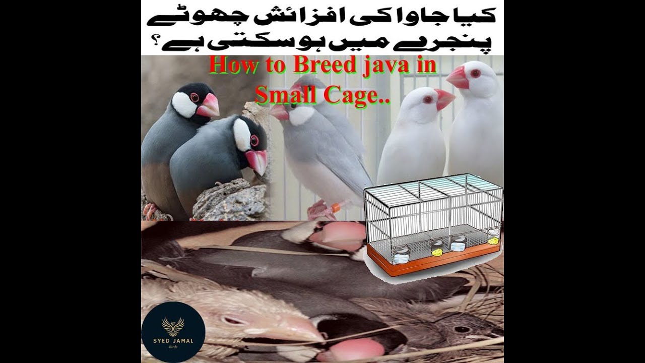 java separate cage breeding ! java bird breeding season ! java sparrow colony breeding ! Jaal Rate
