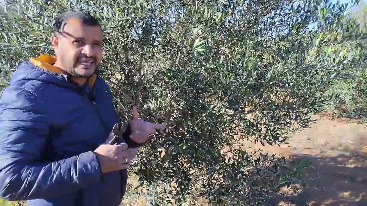 تقليم الإثمار لصنف الشملالي خطوة بخطوة