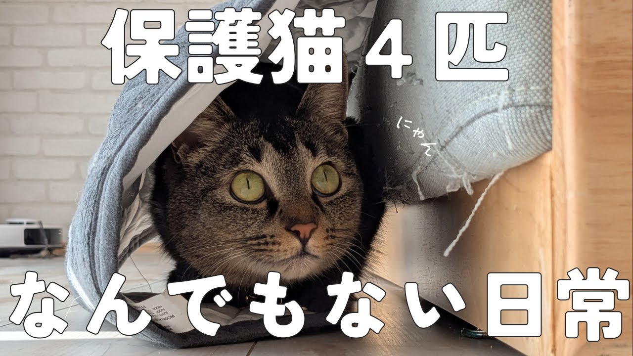 我が家の保護猫４匹　なんでもない日常