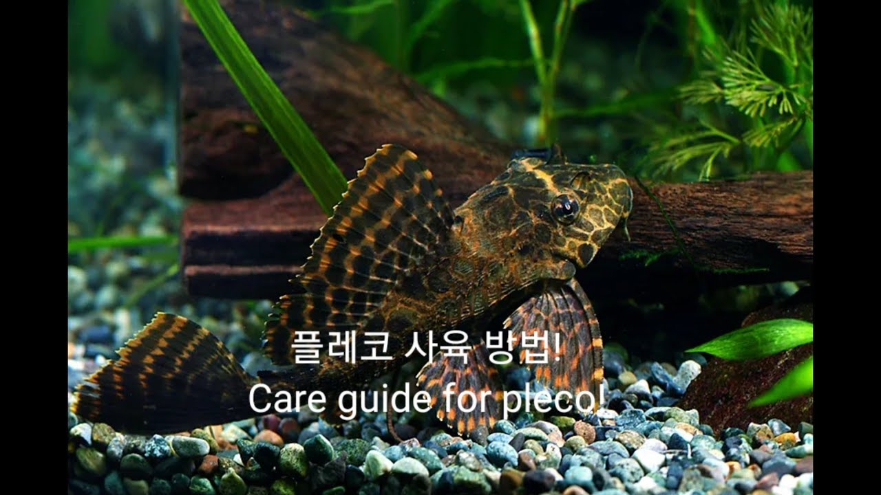 플레코(비파) 키우는 방법! (Care guide for pleco) #플레코 #비파 #pleco