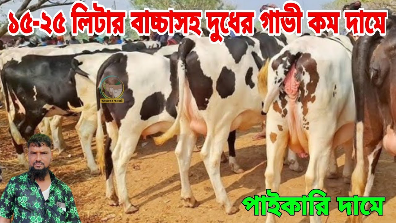 পাইকারি গরুর ভান্ডার! ১৫-২৫ লিটার দুধের বাচ্চাসহ ফ্রিজিয়ান ও জার্সি গাভির কালেকশন। 