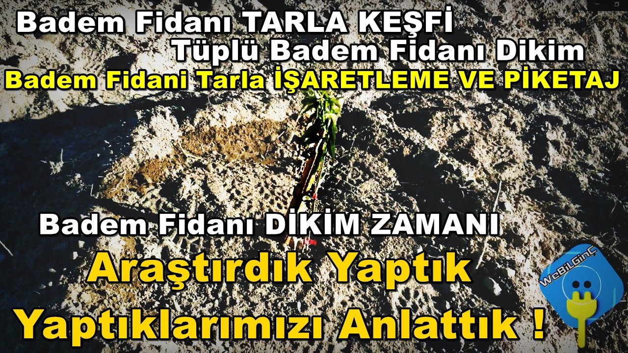 BOŞ TARLAYI BADEM BAHÇESİ YAPMA BADEM FİDAN DİKİMİ TARLA PEYZAJ FİDAN DİKİM İŞARETLEME MAKOKO BADEMİ