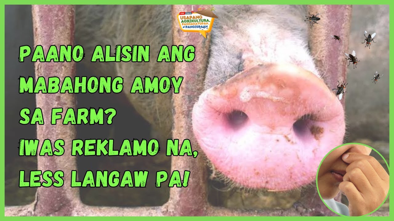 UAPP: Paano Alisin ang Mabahong Amoy sa Farm? Iwas Reklamo na, Less Langaw Pa!