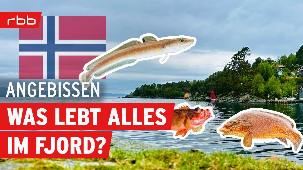 Fischartenchallenge - Norwegen Spezial | Angebissen - Der Angelpodcast vom rbb | #154