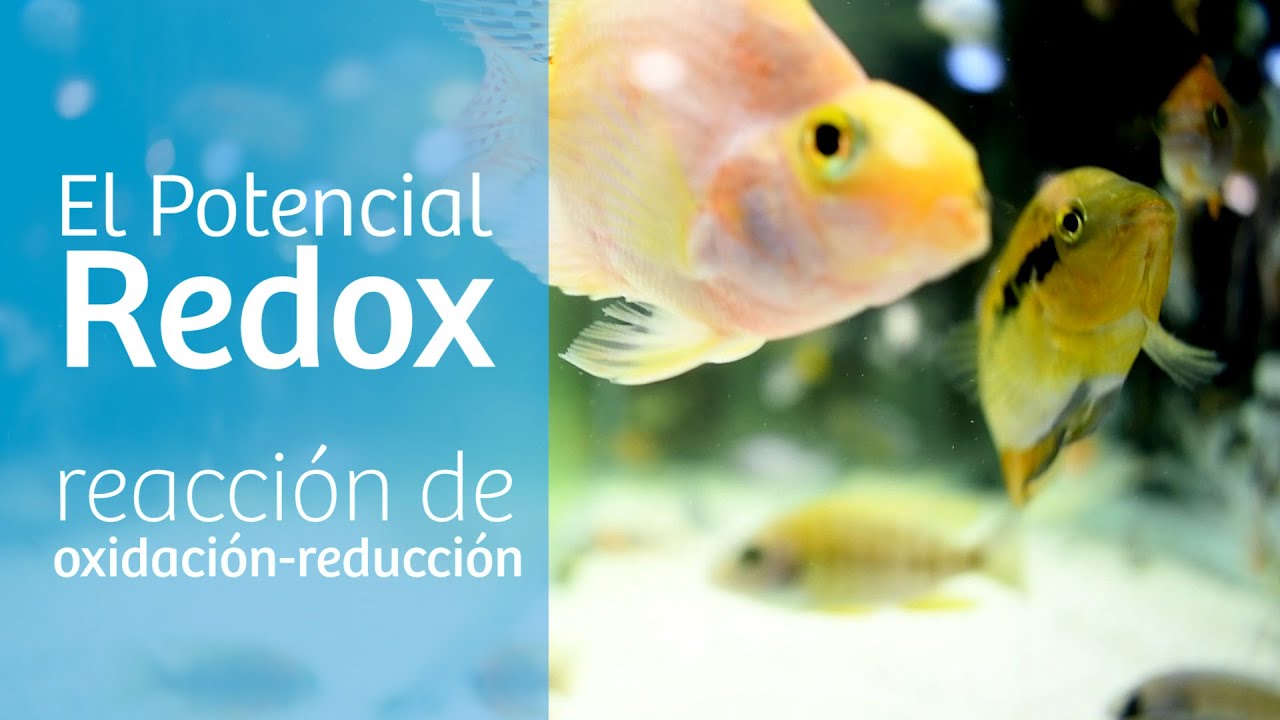 Redox &middot; La importancia del ox&iacute;geno en el acuario 👃