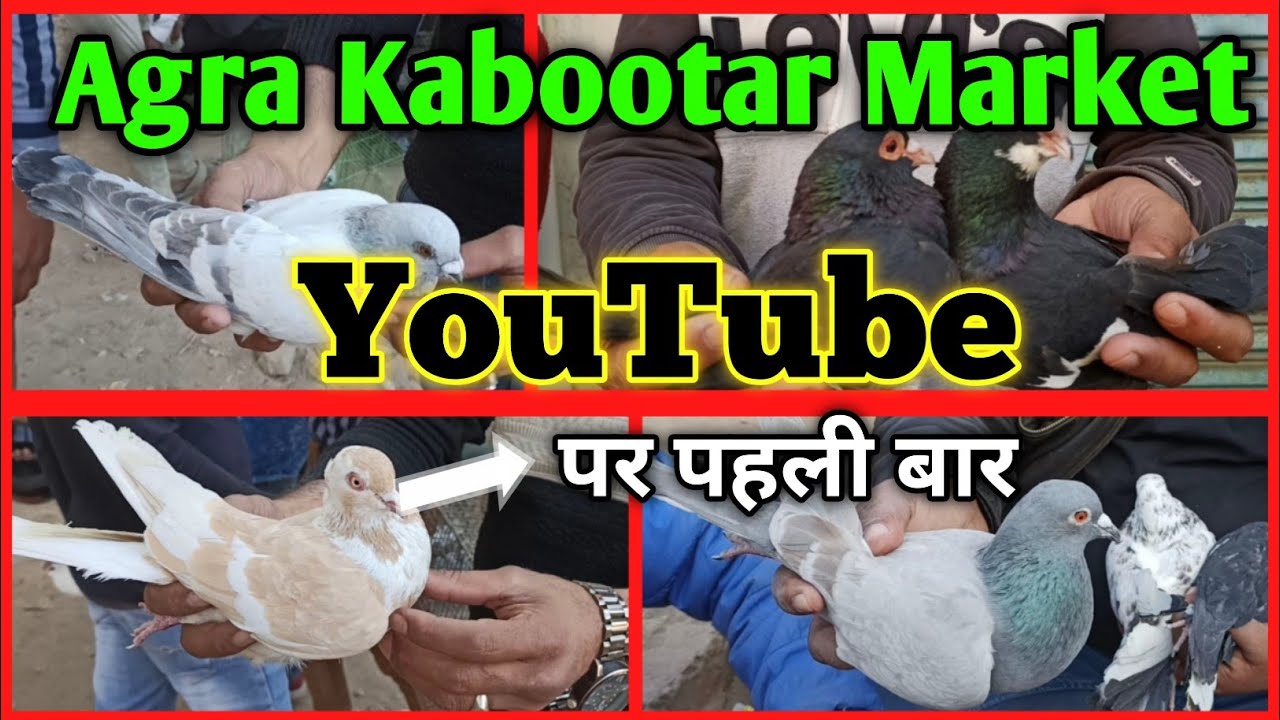 Sunday kabootar Market moti katra | Agra Pigeons
