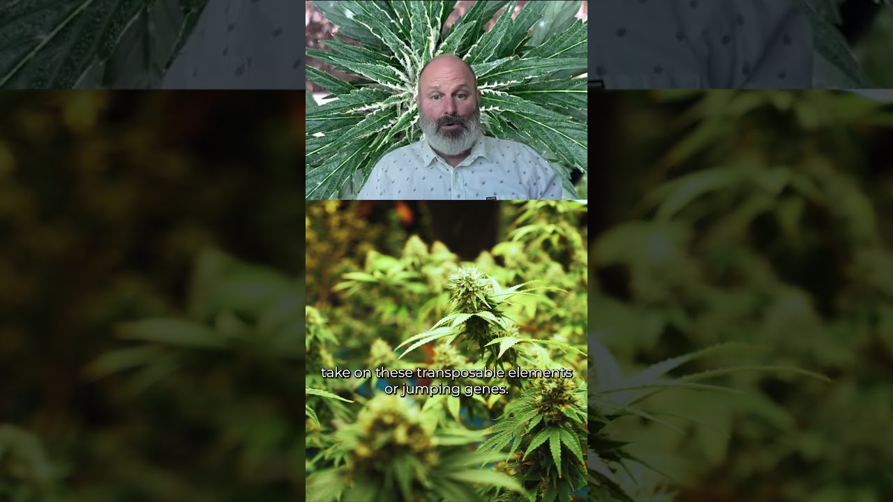 Do You Know What Jumping Genes are doing to the Cannabis Genome?