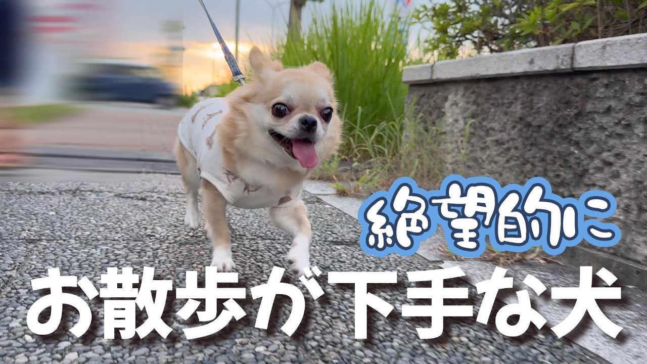 【お知らせあり】こんなにお散歩が嫌いな犬なんて他にいないと思う
