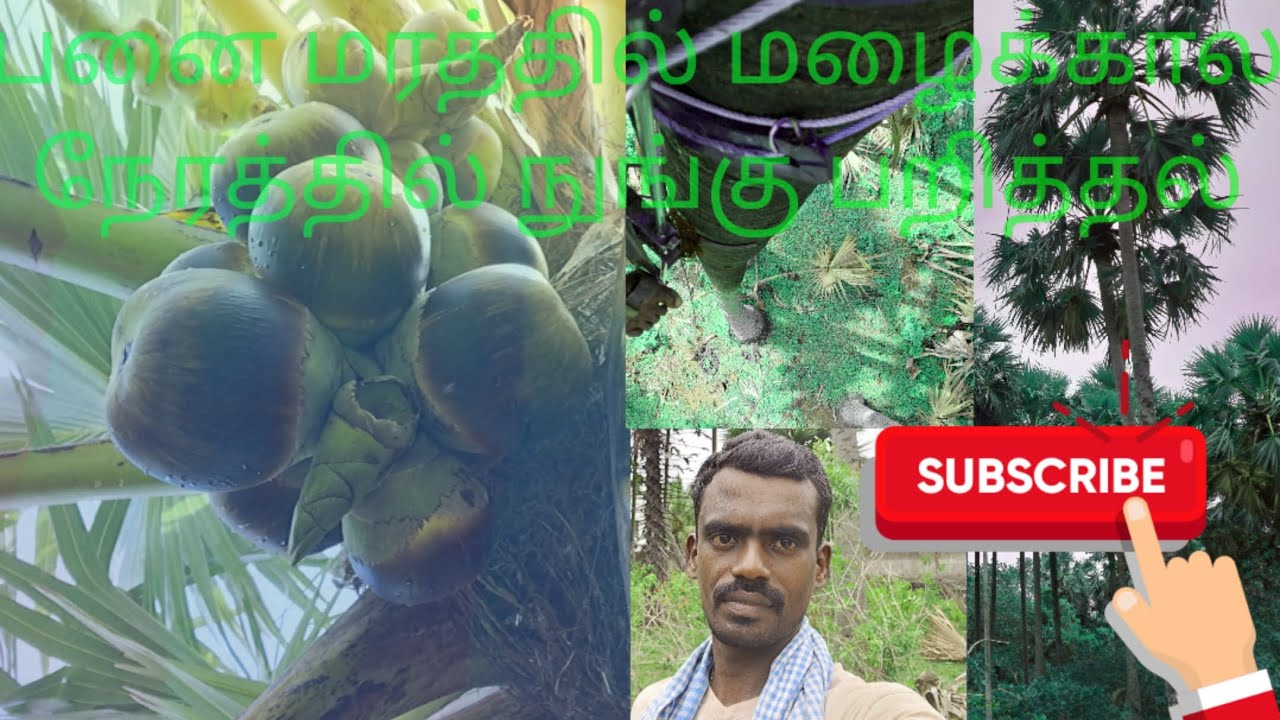 பனை மரத்தில் நுங்கு பறித்தல்|Plucking palm trees