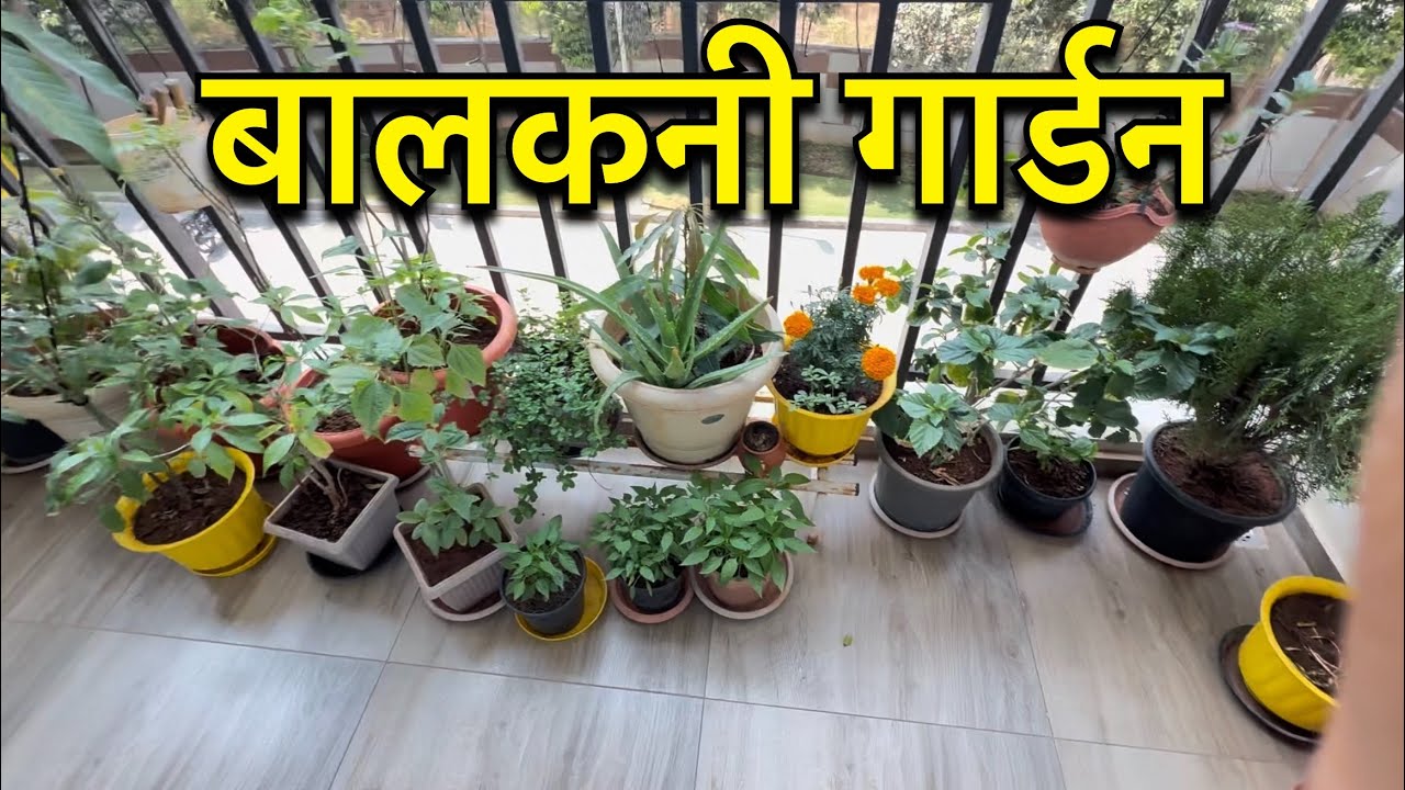 Hamara chota sa balcony garden !