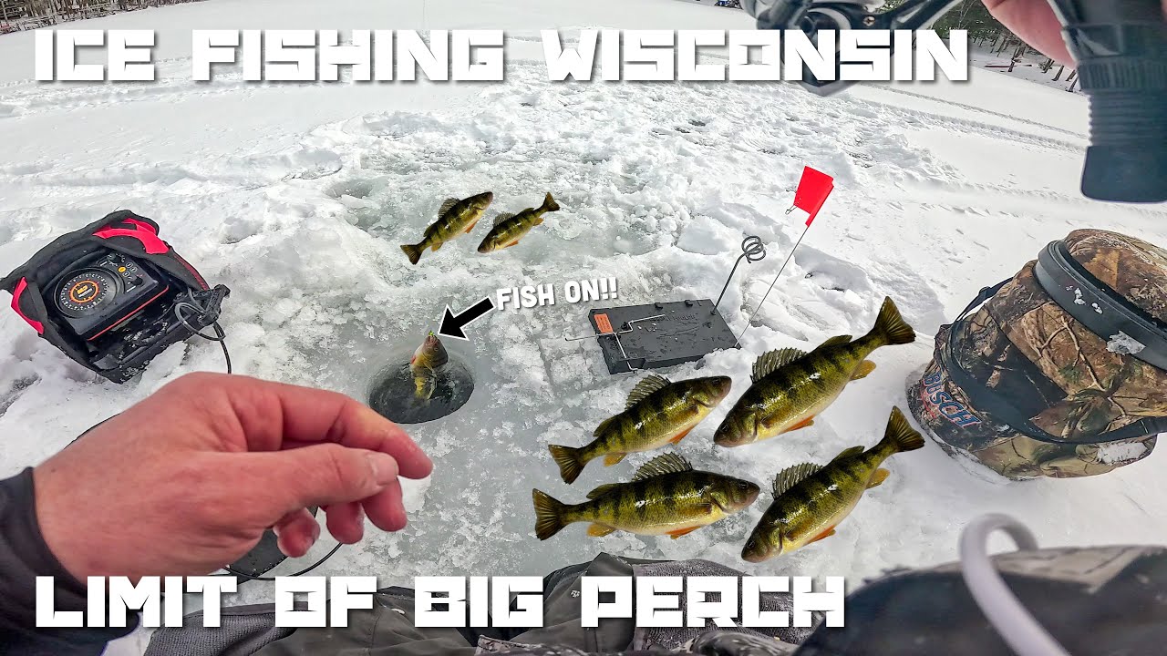Ice Fishing for a Limit of BIG Perch in the Northwoods of Wisconsin (1-17-2026)