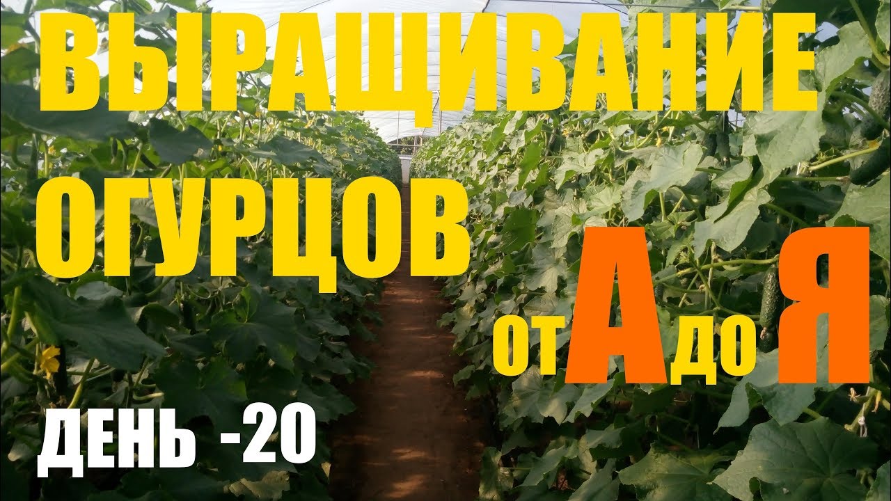 Выращивание огурцов (2й оборот) День 20