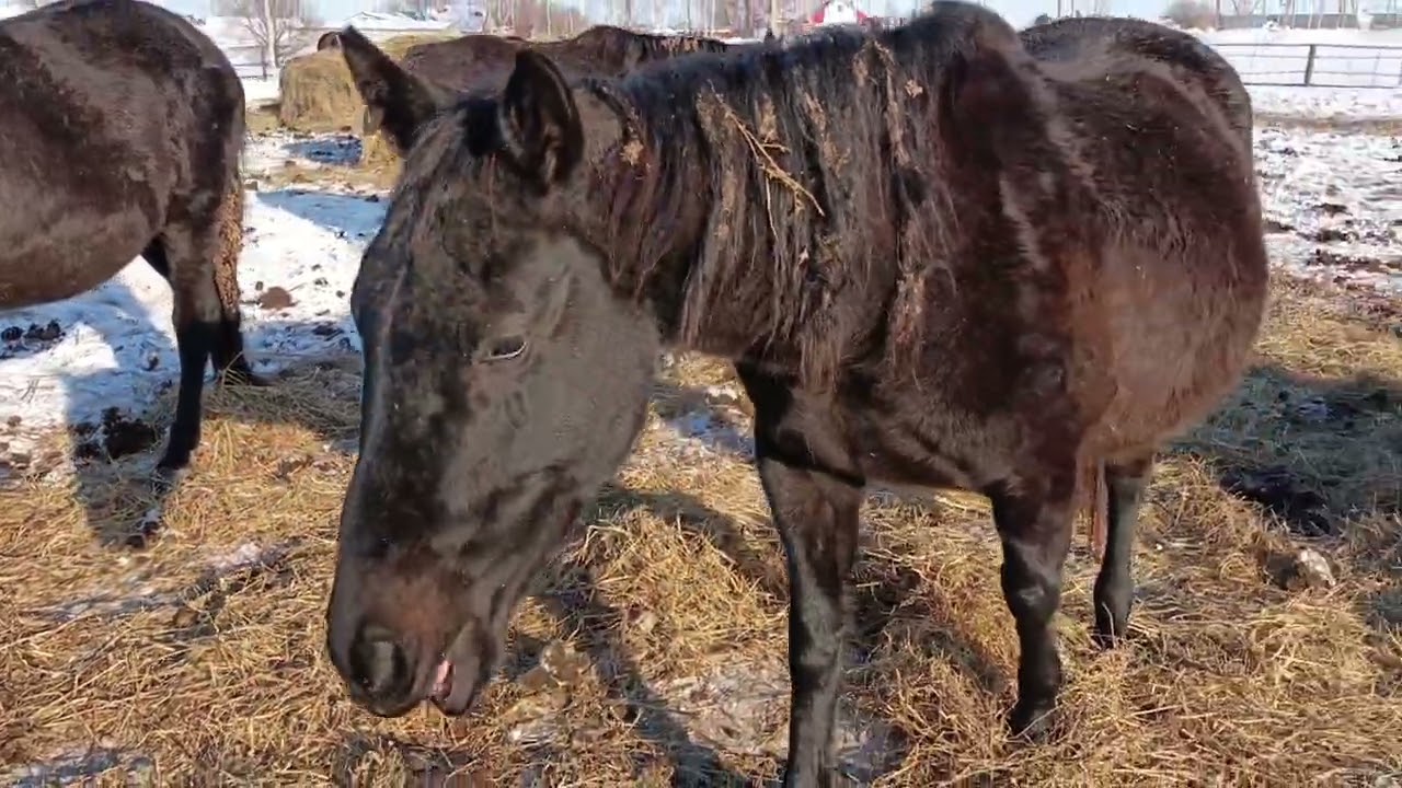 Жеребец нашего хозяйства . Почему мы переходим к полутяжикам