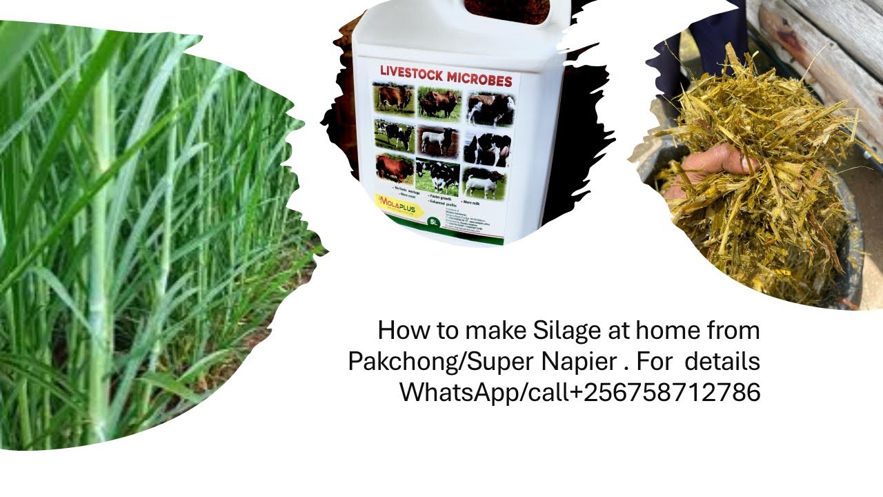 How to make silage from Pakchong/SuperNapier.+256758712786
