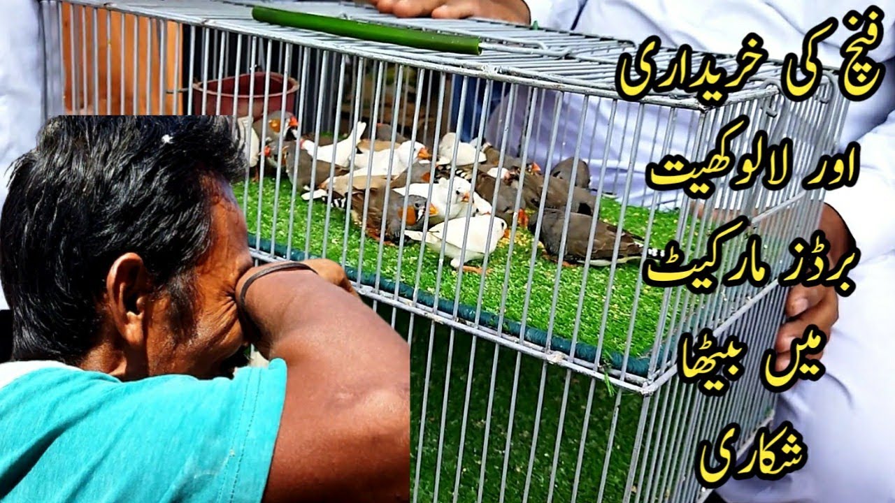 Meri Finch ki Kharedari Or Lalukhait Birds Market me betha Shikari ||B4BIRDS